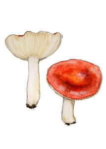 Russula firmula J. Schäffer attēls