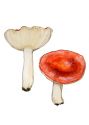 Russula firmula J. Schäffer attēls