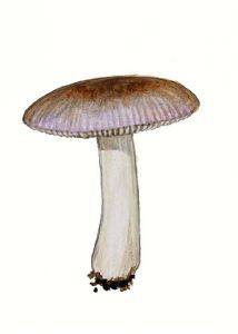 Russula fragilis f. violascens Gillet attēls