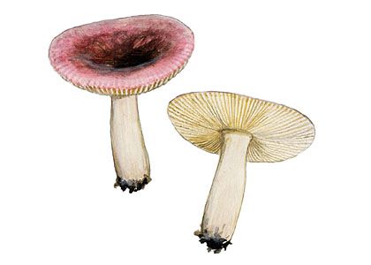 Russula fragilis var. fallax (Cooke) Massee attēls