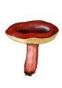 Russula fuscorubroides Bon. attēls