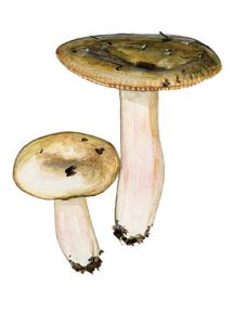 Russula grisea (Pers.: Secr.) Fr. ss. Gillet attēls