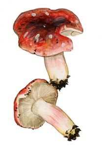 Russula helodes Melzer attēls