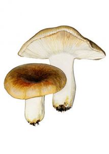 Russula heterophylla (Fr.) Fr. attēls