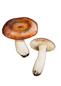 Russula integra L.: Fr. attēls