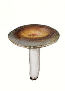 Russula ionochlora Romagn. attēls