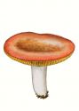 Russula laeta J. Schaeff. (var. (?) R. borealis ss. Singer)* attēls