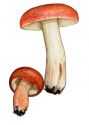 Russula lepida  Fr. attēls