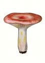 Russula luteotacta Rea attēls