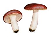 Russula nauseosa (Pers.: Fr.) ss. Bres. attēls