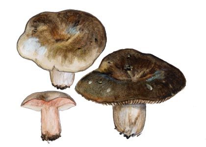 Russula nigricans Fr. attēls