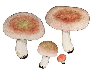 Russula odorata Romagn. attēls