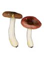 Russula olivascens Pers. ss. Bres. attēls