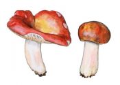 Russula paludosa Britzelm. attēls