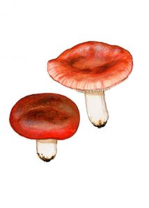 Russula persicina Krombh.: Mlz.-Zv. attēls