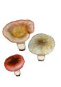 Russula pruinosa  Velen attēls
