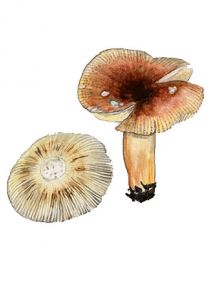 Russula puellaris Fr. attēls