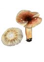 Russula puellaris Fr. attēls