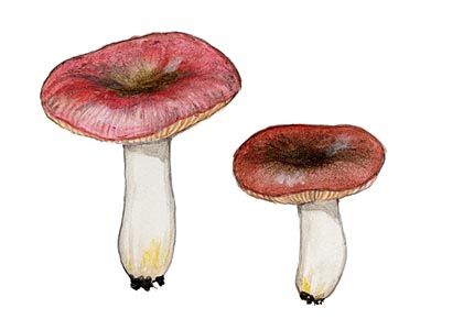 Russula pumila Pouz. & F. Massart attēls