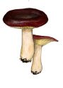 Russula purpurata Bres. ss. Crawschay attēls