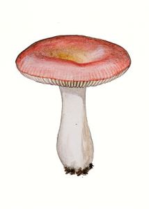 Russula rosea Pers. var aurora Krombh. ss. Melzer & Zvara attēls