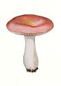 Russula rosea Pers. var aurora Krombh. ss. Melzer & Zvara attēls