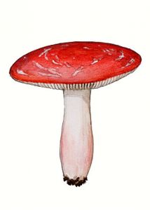 Russula rosea Quél. attēls