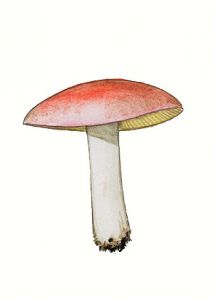 Russula rubra var. kavinae Melzer & Zvara attēls