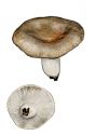 Russula sororia (Fr.) Romell ss. Boud. attēls