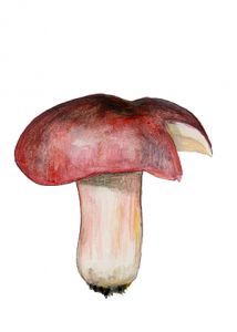 Russula torulosa Bres. attēls