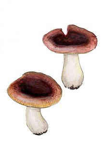 Russula turci Bres. attēls