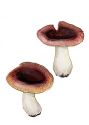 Russula turci Bres. attēls