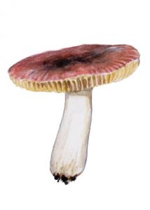 Russula versicolor J. Schäffer attēls