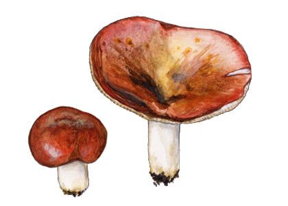 Russula vesca Fr. attēls