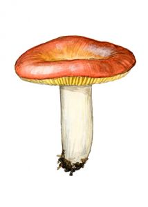 Russula veternosa Fr. ss. J. Schäffer attēls