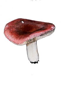 Russula vinosa Lindbl. attēls