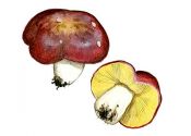 Russula vinosobrunnea  (Bres.) Romagn attēls