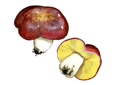 Russula vinosobrunnea  (Bres.) Romagn attēls