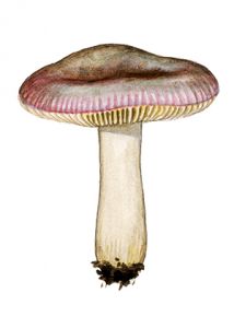 Russula violacea Quél. ss. Romagn. attēls