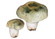 Russula virescens (Schaeff.) Fr. attēls