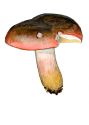 Russula xerampelina (Schaeff.) Fr.  var.  erytropoda Pelt. attēls