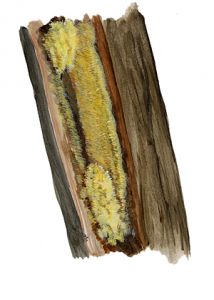 Sarcodontia crocea (Schw.:Fr.)Kotl. attēls