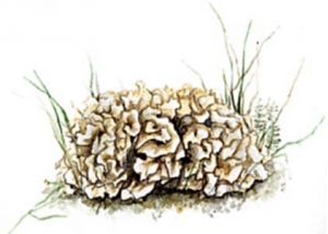 krokainā kazbārde attēls