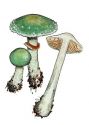 Stropharia aeruginosa (Curt.: Fr.) Quél. attēls