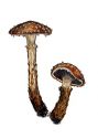 Stropharia  albocrenulata (Peck) Kreisel attēls