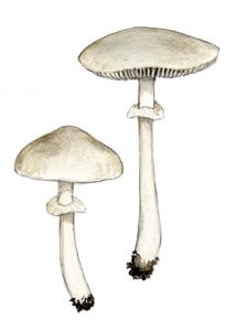 Stropharia albonitens (Fr.) P. Karst. attēls