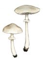 Stropharia albonitens (Fr.) P. Karst. attēls