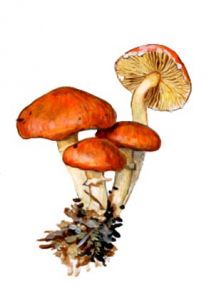 Stropharia aurantiaca attēls