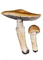 Stropharia hornemanii (Fr.: Fr.) S. Lundell & Nannf attēls