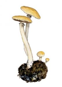 Stropharia merdaria attēls